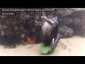 SEA ANEMONE EATS BIRD