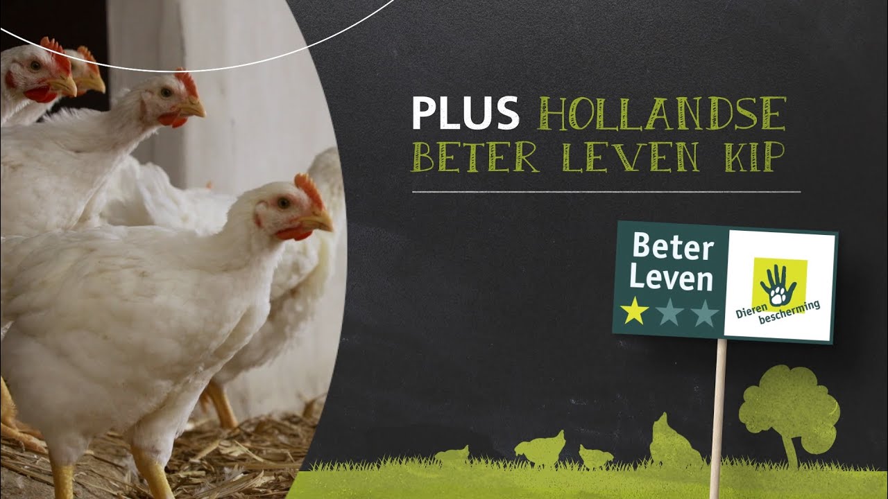 PLUS Hollandse Beter Leven Kip YouTube PLUS Hollandse Beter Leven Kip YouTube