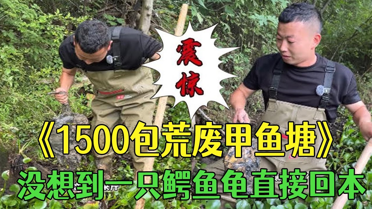 1500包荒廢甲魚塘，沒想到壹只鳄魚龜直接回本了，淨賺 #三農 #戶外 #鄉村守護人#小飛哥 #熱門 #包塘