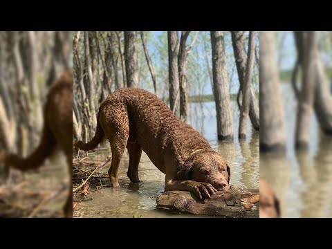 Video: Perro perdiguero de la bahía de Chesapeake