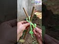Amazing Bamboo Binding Technique! Cross-Lashing Method Is Strong and Satisfying