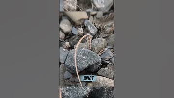 🧠Nature’s Smartest Seed 🌱– It Screws Itself into the Ground!😮 #shorts