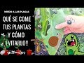 Plaga NUNCA MÁS: Qué se COME tus PLANTAS y cómo evitarlo || en20metros