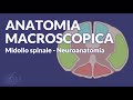 MIDOLLO SPINALE - Anatomia macroscopica - Neuroanatomia