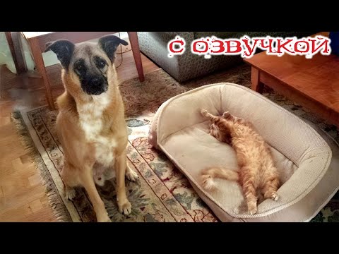 Приколы с котами! С ОЗВУЧКОЙ! СМЕШНЫЕ КОТЫ! Самые смешные животные! 2025!
