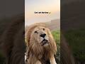 Funny lion 🦁 #animals #funny #pet #lion #funnyanimals #cat