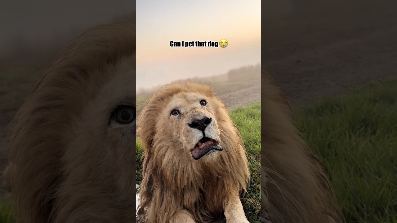 Забавный лев 🦁 #животные #смешной #питомец #лев #смешныеживотные #кот