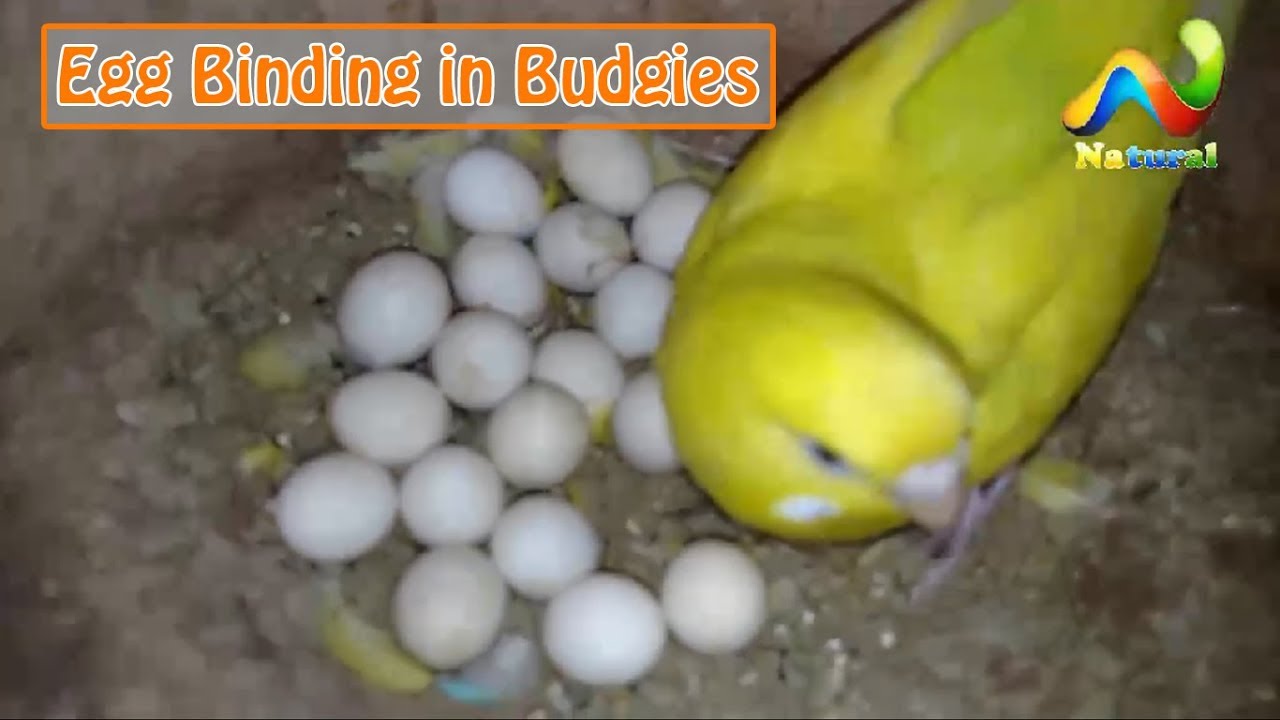 Egg Binding Pada Burung Momok
