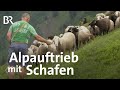 Hirte im Stress: Schafauftrieb auf der Linkersalpe | Schwaben & Altbayern | BR