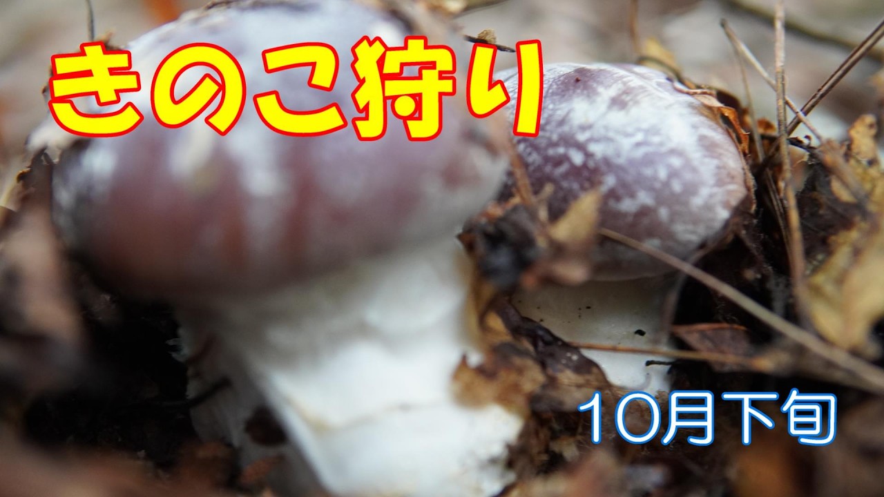 【きのこ狩り 2024年#23 】晩秋のキノコ採れ初めました!! 　8選 　　　 撮影日 10月26日