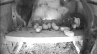 Several years ago I noticed that the Flying Squirrels came down out of the trees and moved into the bird houses on my property. 