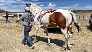 Hermoso Caballo Pinto | El Peligro Vs El Don Leo, Feria De Llano Grande Dgo Mex.