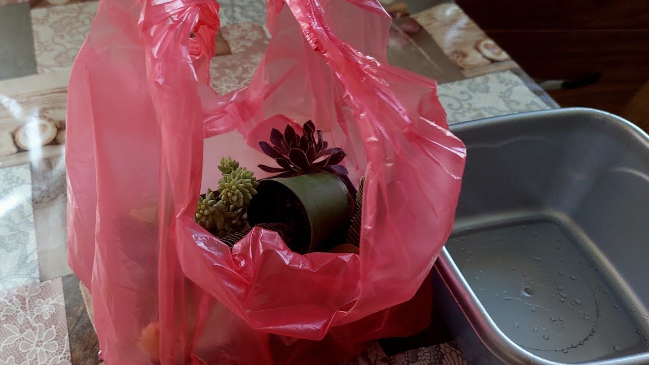 Annemin Pazardan Aldığı Çiçekler