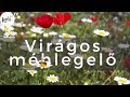 Gondozásmentes virágosmező - MÉHLEGELŐ