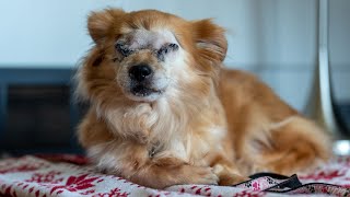 They Abandoned Their Blind Dog... by Chihuahua Porter 7,771 views 11 months ago 6 minutes, 29 seconds