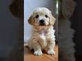 #cute #애견영상 #pets