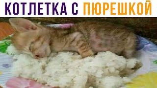КОТлетка  с пюрешкой))) Приколы с котами | Мемозг 659