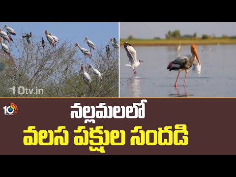 నల్లమలలో వలస పక్షుల సందడి | Painted Stork Birds in Nallamala Forest | 10TV News - 10TVNEWSTELUGU