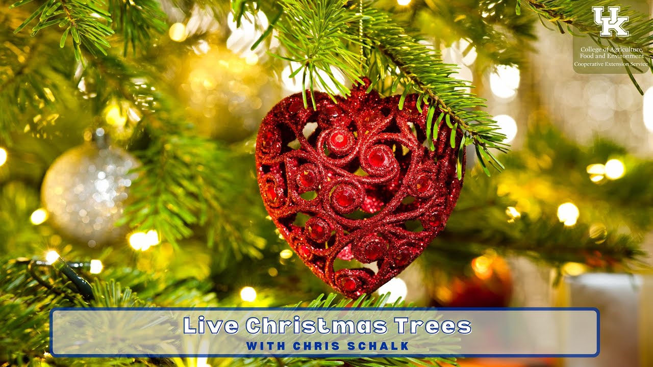 Live Christmas Trees - YouTube