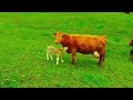 Loving mother cow plays with newborn calf, then nursers her