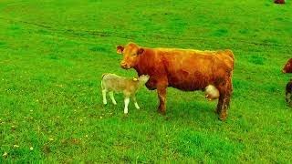 Loving mother cow plays with newborn calf, then nursers her