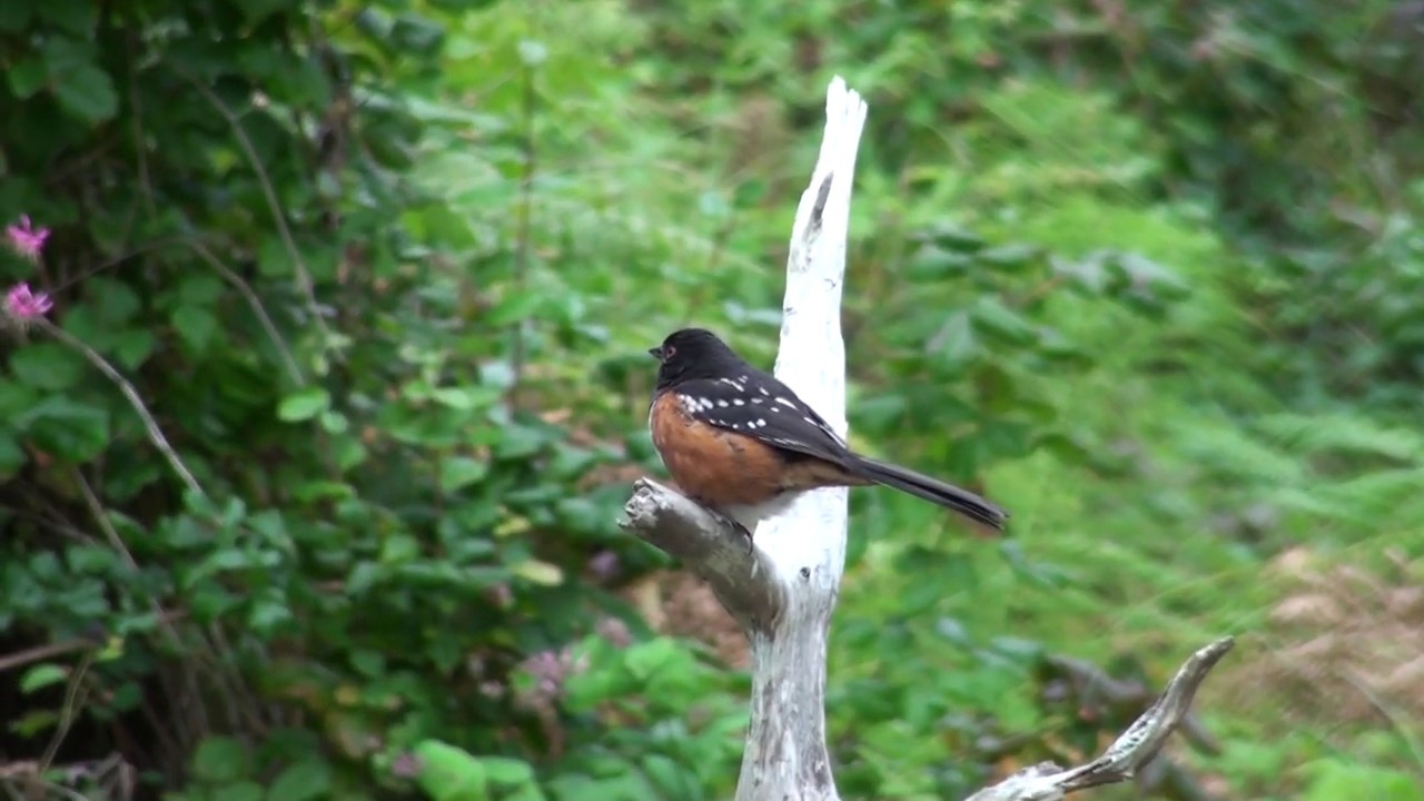 Male Spotted Towhee 