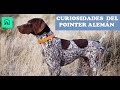 CURIOSIDADES DEL POINTER ALEMÁN