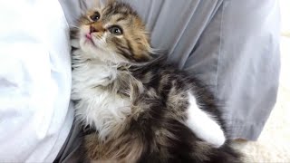 Uncut video of a cute kitten relaxing on daddy's lap. Elle video No33 by Cute Kitten Elle 1,399 views 3 weeks ago 4 minutes, 10 seconds