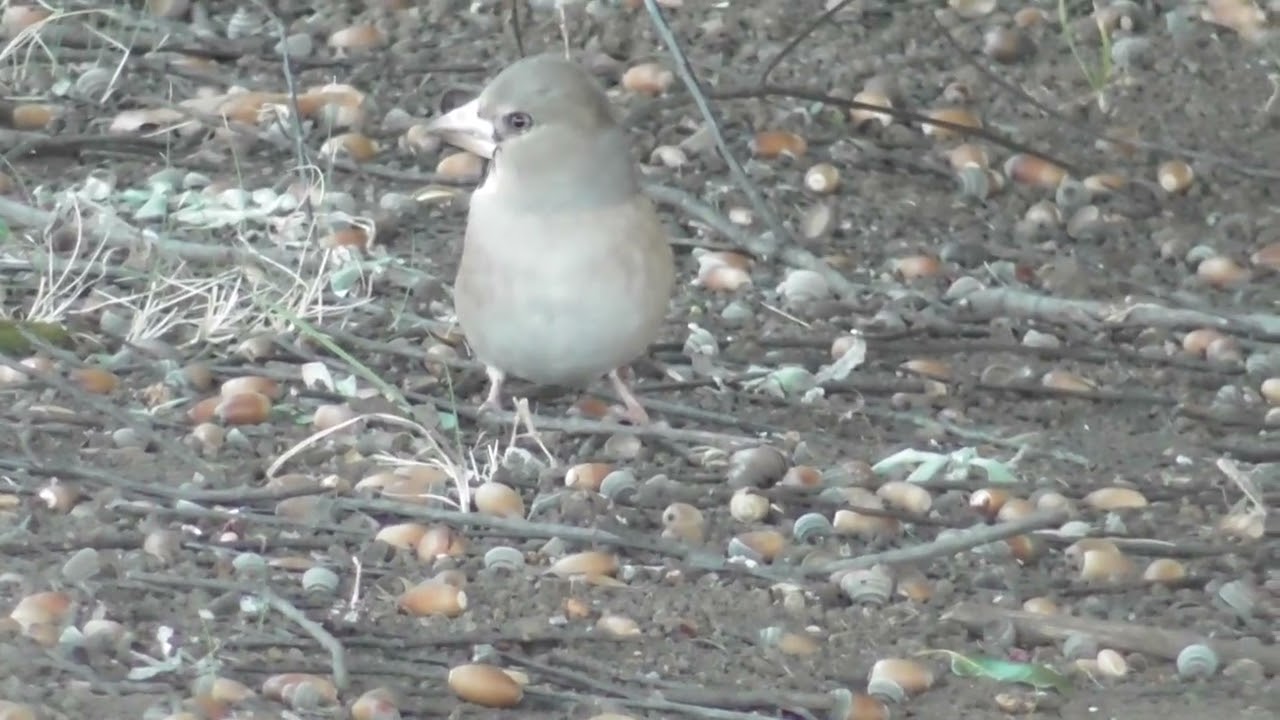 熊谷スポーツ文化公園にいたシメが食事するところ