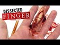 Dissected finger SFX makeup tutorial