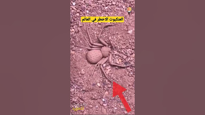 العنكبوت الرملي من اخطر العناكب في العالم يدفن نفسه بطريقة ادهشت العالم #shorts