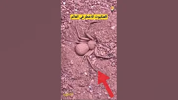العنكبوت الرملي من اخطر العناكب في العالم يدفن نفسه بطريقة ادهشت العالم Shorts 