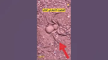العنكبوت الرملي من اخطر العناكب في العالم يدفن نفسه بطريقة ادهشت العالم Shorts 