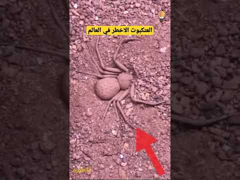 فيديو: مؤسس سلالة