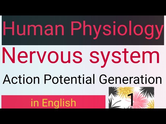 Action Potential Generation/in English/Nervous System/Bsc,MSc,CSIR NET/NEET