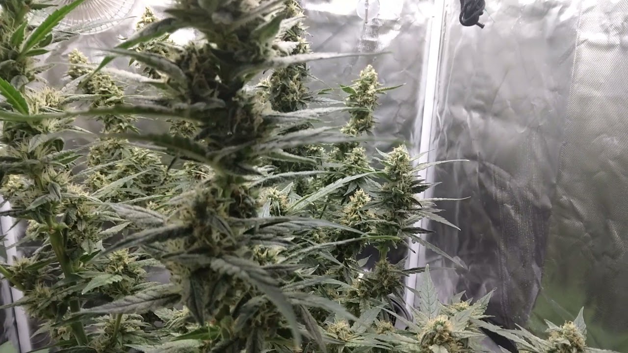 SUPER-CROPPING Autoflowers🌿 TXL & GSC2🌿GIVEAWAY 🌿 FFOF Organic Grow 🌿 TS-600 🌿 i49 Wk-12