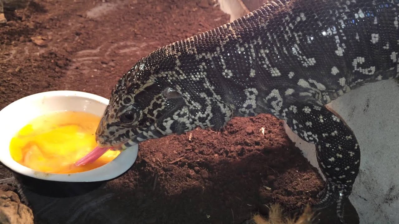 camera iphone 8 plus apk Colombian Tegu eats egg @ Prague CZ