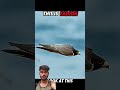 egal was helpless #youtubeshorts #sehar #ytshorts #feed #falcons #falconcrest