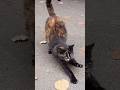 Cat 😺 stretches her back and meows / Кошечка 🐈 делает потягушечки, тянет спинку и мяукает + #kitten
