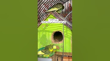 #سورة_الفاتحة #قرآن فضل السورة في مربع التعليقات #المصحف #العراق #مصر #طيور #quran #birds #budgies