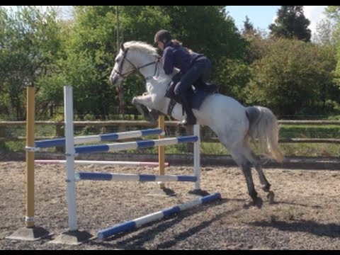 14.1 BSJA pony SOLD - Summerhouse show jumping