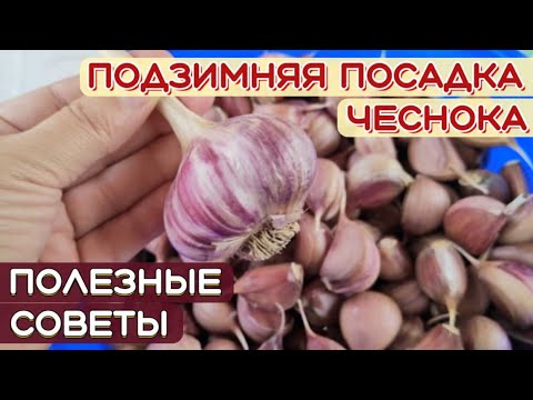 ПОСАДКА чеснока ПОД