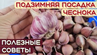 ПОСАДКА чеснока ПОД ЗИМУ. Как посадить ЧЕСНОК, чтобы был КРУПНЫЙ? Правила ОСЕННЕЙ ПОСАДКИ чеснока.