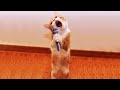 笑ったら負け 🤣面白い猫と犬は思わず笑ってしまいます 😹