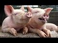 FUNNY PIGS (HD) [Funny Pets]