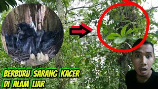 Berburu Sarang Burung Kacer Di Alam Liar, Dapat 19 Piyikan Kacer