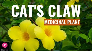 Cat's Claw | Uses, Benefits & Side Effects |  Medicinal Plants | Blissed Zone