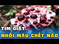 Hai loại cây có thể &quot;tiễn vong&quot; 3000 người mỗi năm nếu không may ăn phải