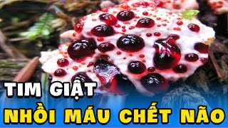 Hai loại cây có thể &quot;tiễn vong&quot; 3000 người mỗi năm nếu không may ăn phải