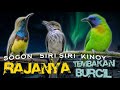 RAJANYA TEMBAKAN BURCIL !!! SOGON - SIRI SIRI - CUCAK KINOY !! MIXING MASTERAN TERBAIK !!!